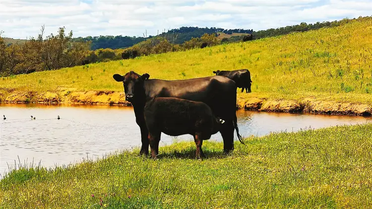 Seventh view of Homely rural property listing, 2337 Chittering Road, Lower Chittering WA 6084