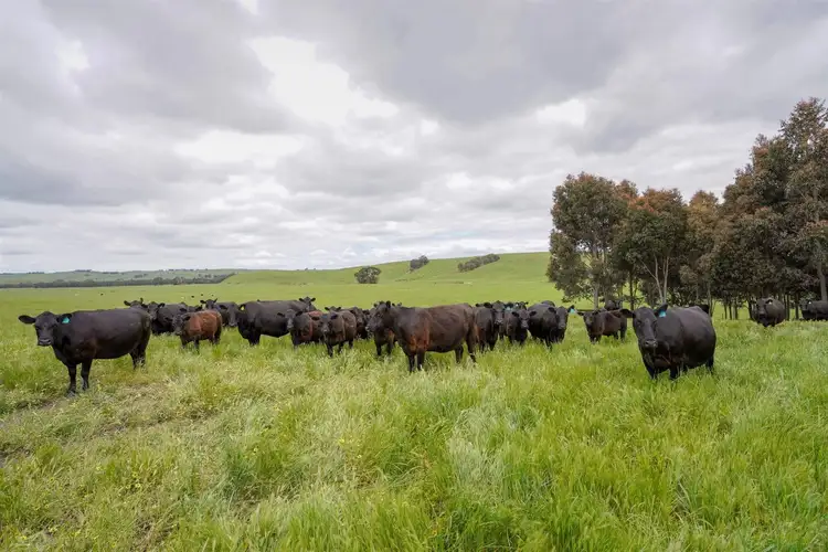 Second view of Homely rural property listing, 202 Shadys Lane, Clover Flat VIC 3315