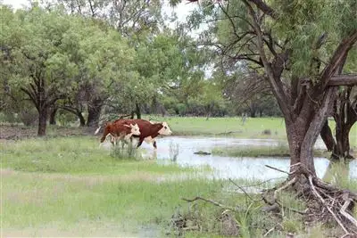 Main view of Homely rural property listing, Address available on request