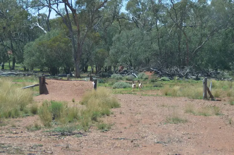 Fourth view of Homely rural property listing, * Pennington's, Cobar NSW 2835