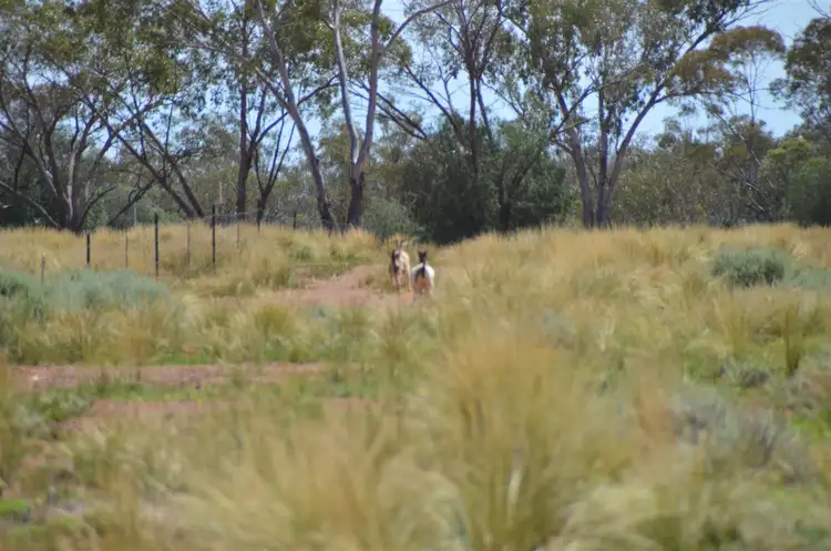 Fifth view of Homely rural property listing, * Pennington's, Cobar NSW 2835