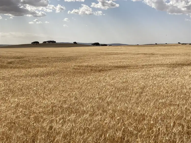 Main view of Homely rural property listing, Borlace Road Borlace Road, Bowmans SA 5550