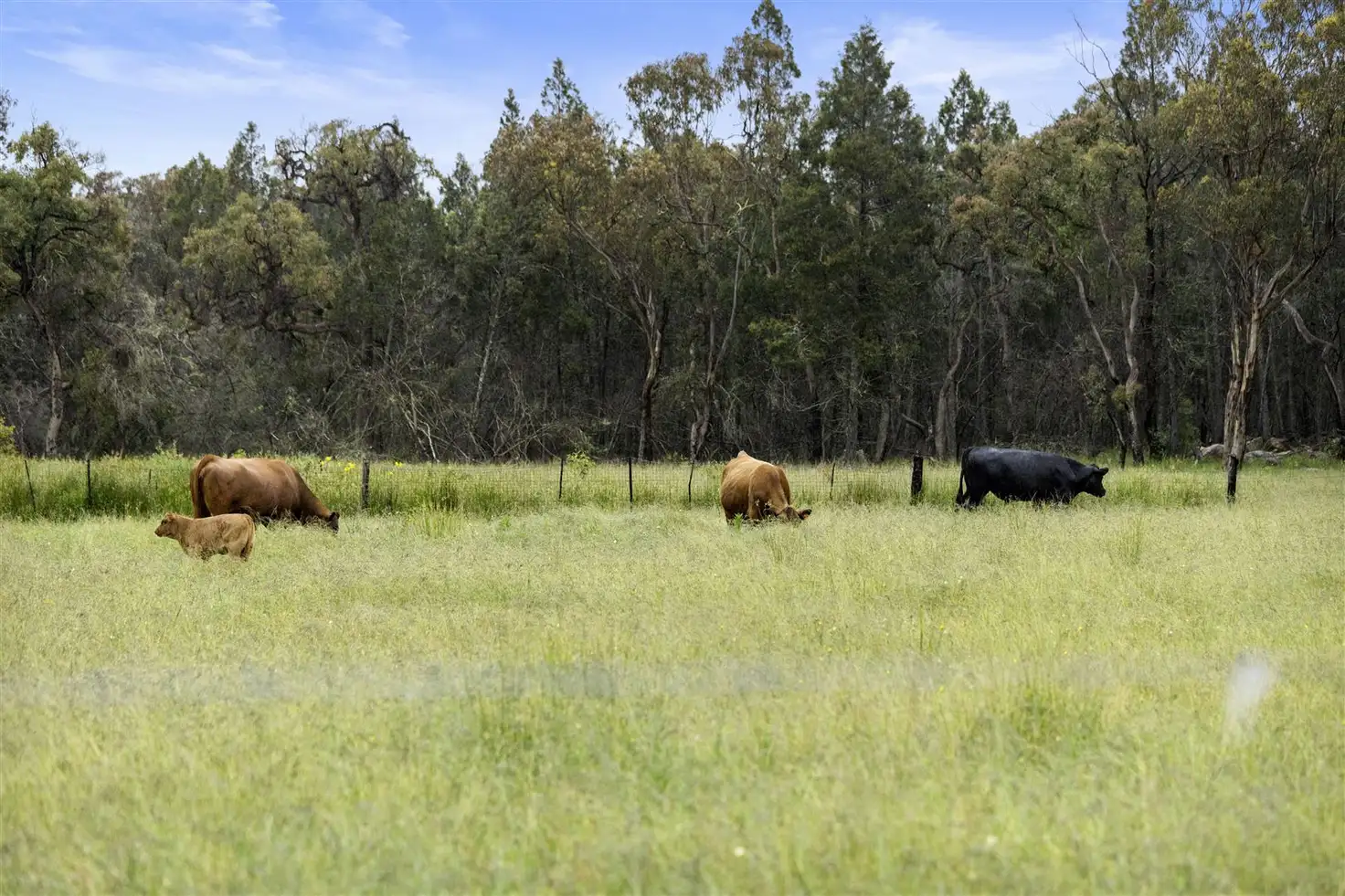Main view of Homely rural property listing, 36 Clark Lane, Stanthorpe QLD 4380
