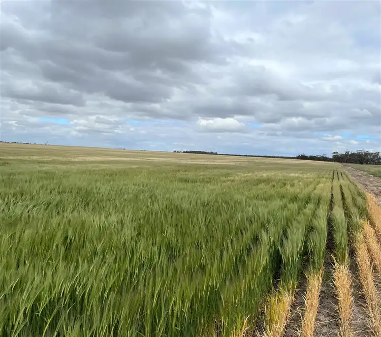 Fifth view of Homely rural property listing, ' Johnson's Block, Mindarabin WA 6336
