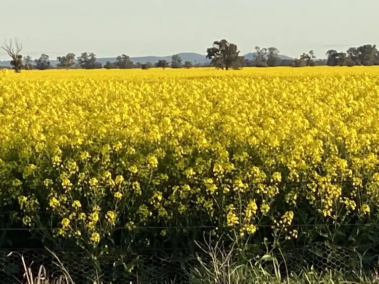 Main view of Homely rural property listing, 139 Harris Lane, Quandialla NSW 2721