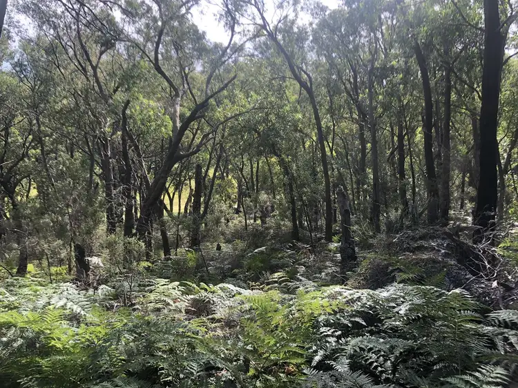 Main view of Homely rural property listing, . Baxters Road, Macks Creek VIC 3971