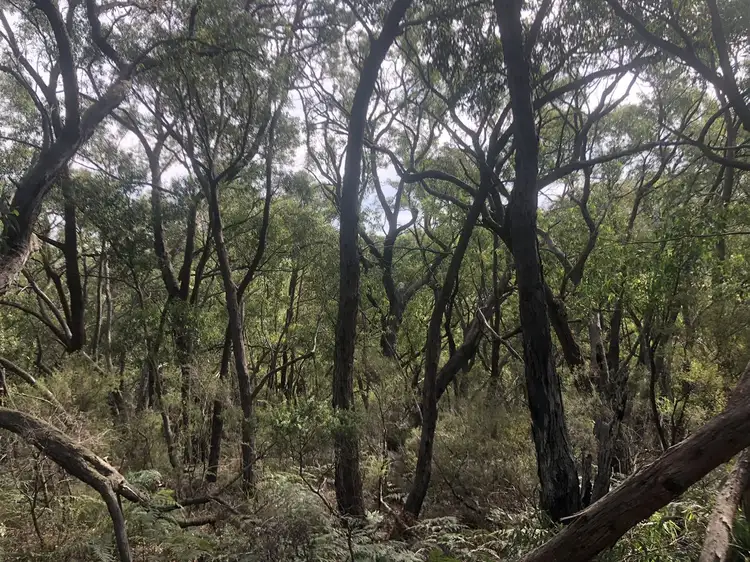 Fifth view of Homely rural property listing, . Baxters Road, Macks Creek VIC 3971