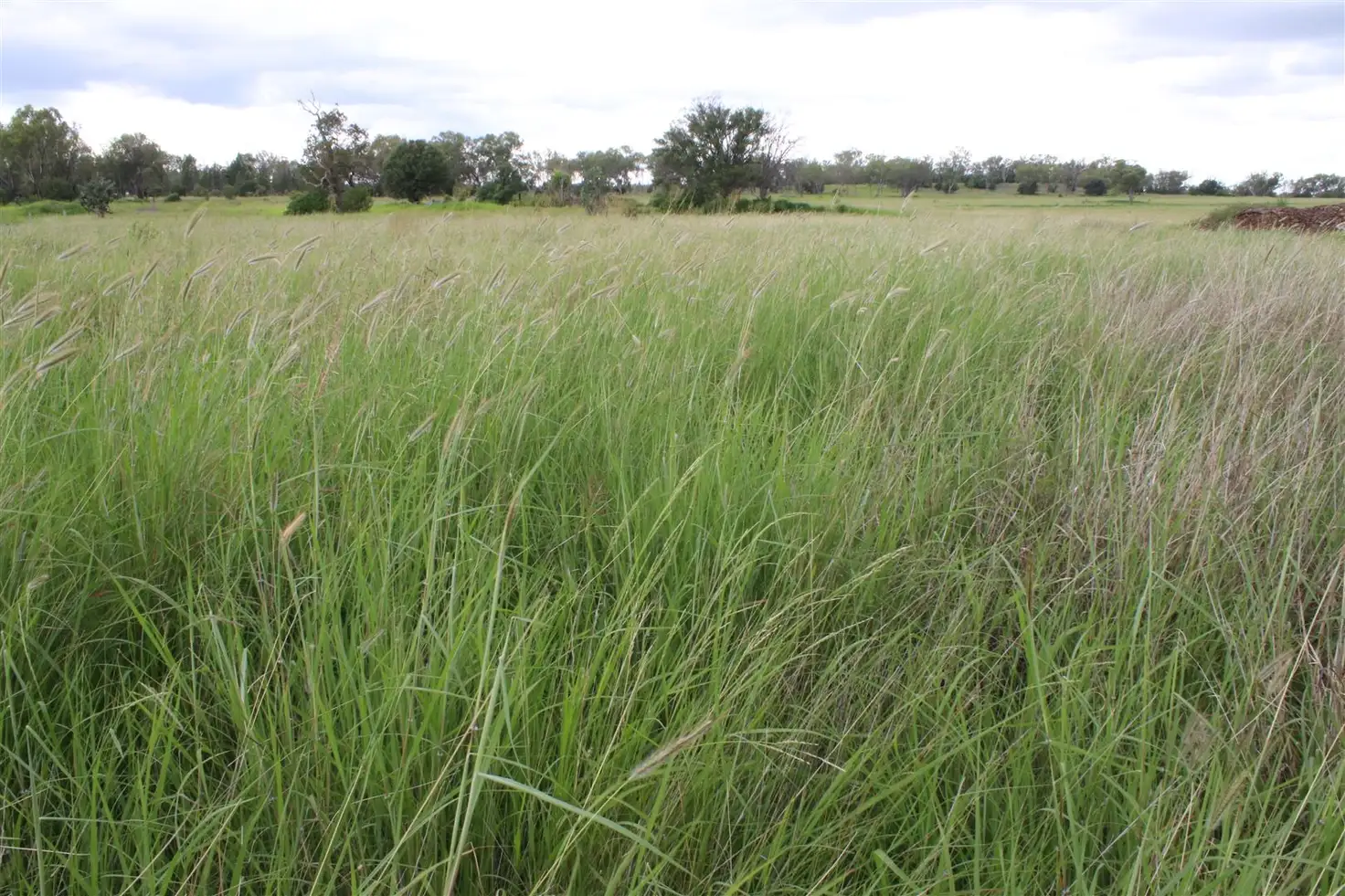 Main view of Homely rural property listing, Address available on request