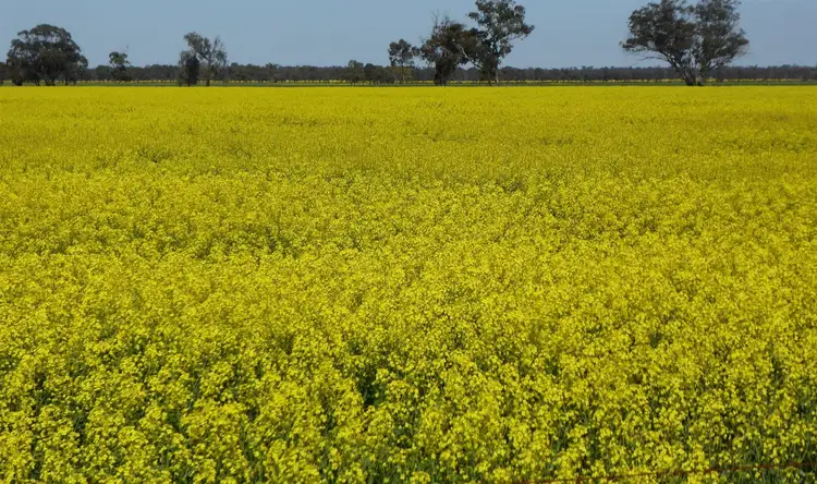Seventh view of Homely rural property listing, 763 Frances Road, Bordertown SA 5268
