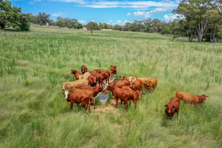 Second view of Homely rural property listing, 821 Neilrex Road, Coolah NSW 2843