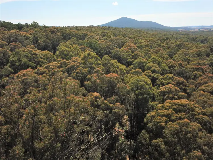 Sixth view of Homely rural property listing, 1593 Bendoc Orbost Road, Bendoc VIC 3888