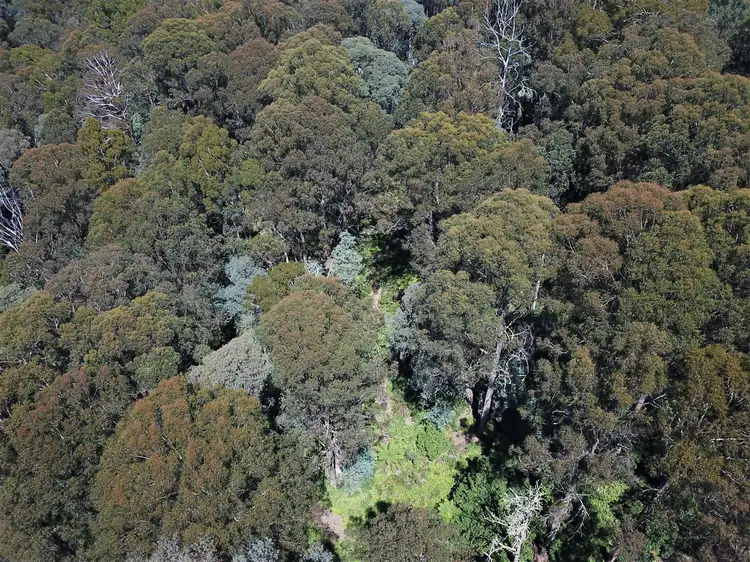 Seventh view of Homely rural property listing, 1593 Bendoc Orbost Road, Bendoc VIC 3888