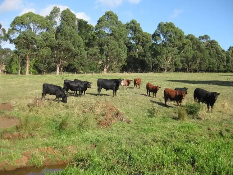 . Pecks Road, Flowerdale TAS 7325