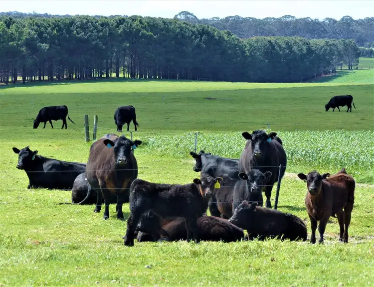 Fourth view of Homely rural property listing, Lot 164, 165, 166 Merivale Road, Esperance WA 6450