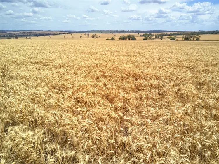 Second view of Homely rural property listing, . Blue Nobby Road, North Star NSW 2408