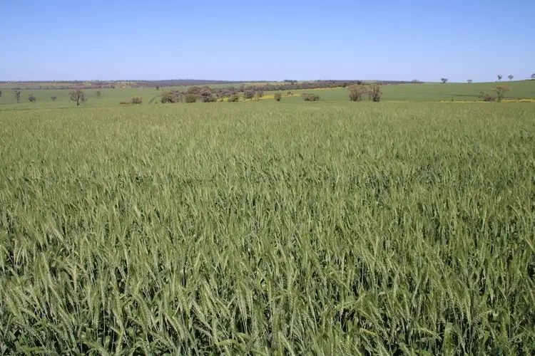 Seventh view of Homely rural property listing, . Blue Nobby Road, North Star NSW 2408