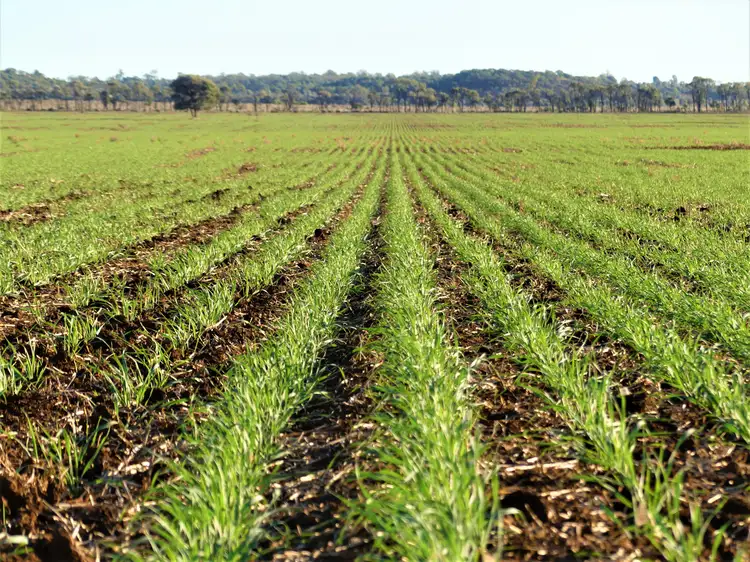 Larnook 5304 Warrego Highway, Mungallala, Roma QLD 4455