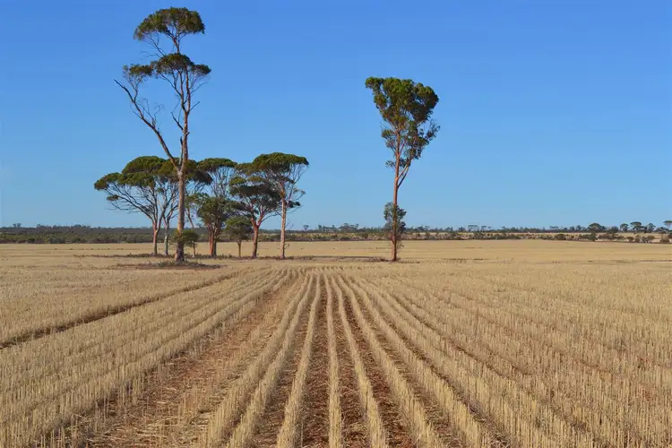 Main view of Homely rural property listing, . 'Brie-Brie', Koorda WA 6475