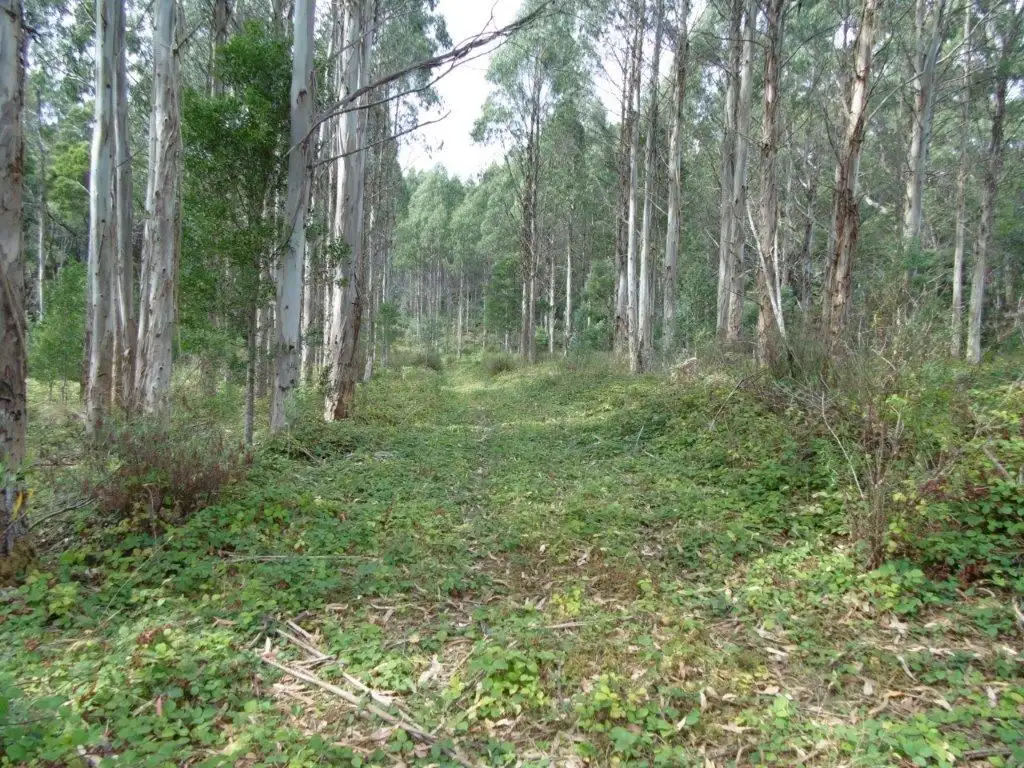 Main view of Homely rural property listing, 293 Roger River Road, Roger River TAS 7330