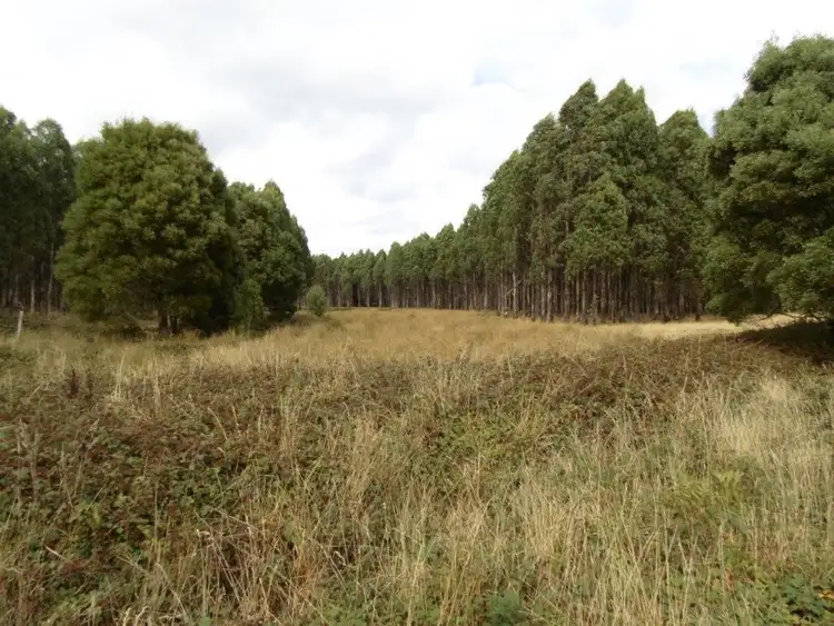 Fourth view of Homely rural property listing, 293 Roger River Road, Roger River TAS 7330