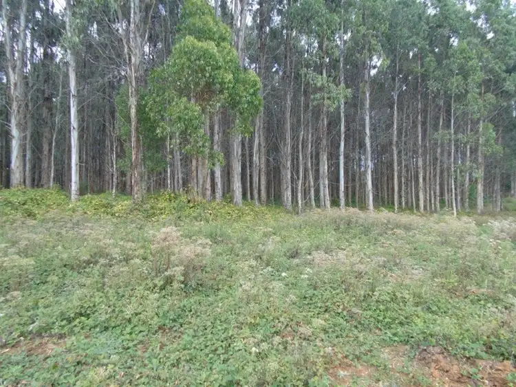 Fifth view of Homely rural property listing, 293 Roger River Road, Roger River TAS 7330