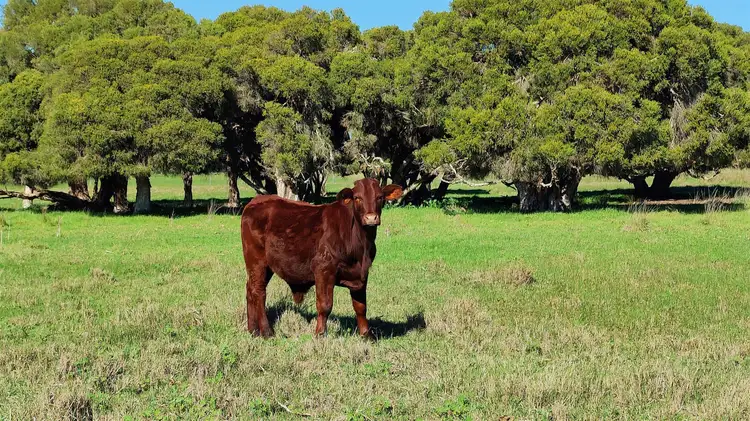 Fourth view of Homely rural property listing, 3 Range Road, Coonabidgee WA 6503