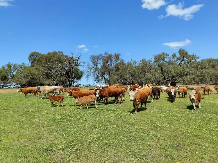 Fourth view of Homely rural property listing, Lot 2659 White Lake Road, Beermullah WA 6503