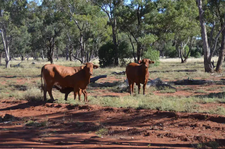 Third view of Homely rural property listing, Kopyje Station Rosevale Road, Cobar NSW 2835