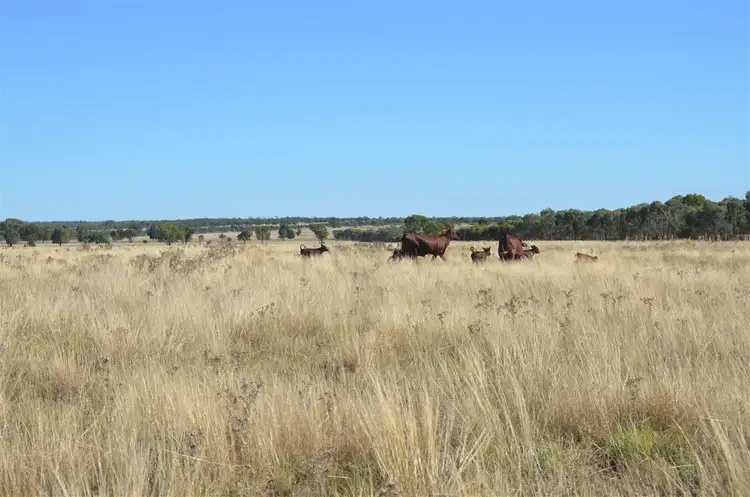 Fifth view of Homely rural property listing, Kopyje Station Rosevale Road, Cobar NSW 2835