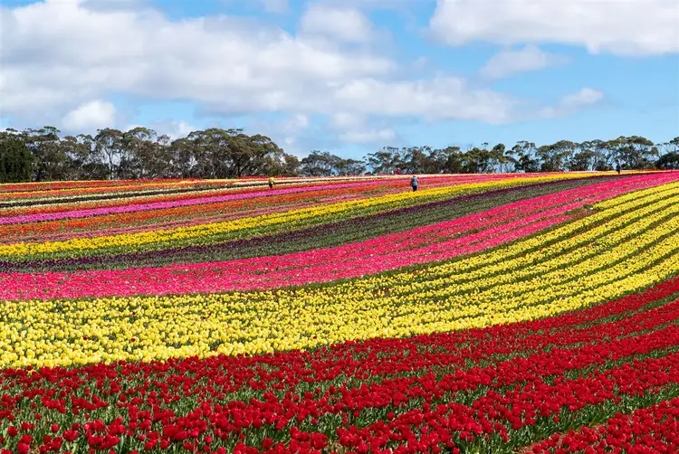 Fifth view of Homely land listing, 6 Phoenix Circuit, Wynyard TAS 7325