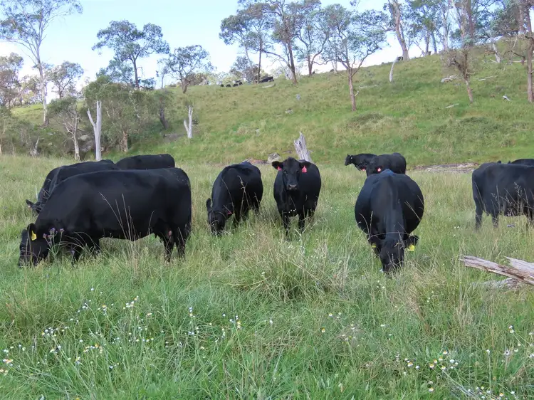 Fourth view of Homely rural property listing, Buckandor/572 Tablelands Road, Red Range NSW 2370