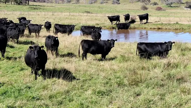 Sixth view of Homely rural property listing, Buckandor/572 Tablelands Road, Red Range NSW 2370