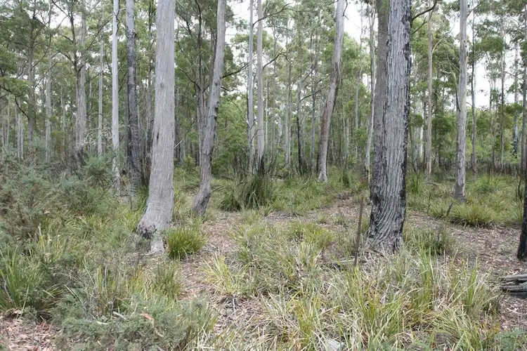 Fifth view of Homely rural property listing, 204 Richardson Road, St Marys TAS 7215