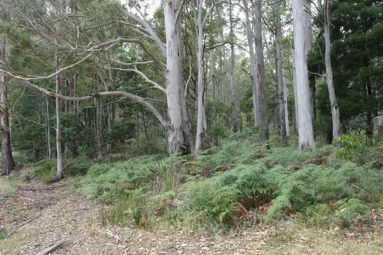 Seventh view of Homely rural property listing, 204 Richardson Road, St Marys TAS 7215