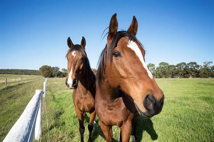 Third view of Homely rural property listing, 281 Paterson Road, Monjingup WA 6450