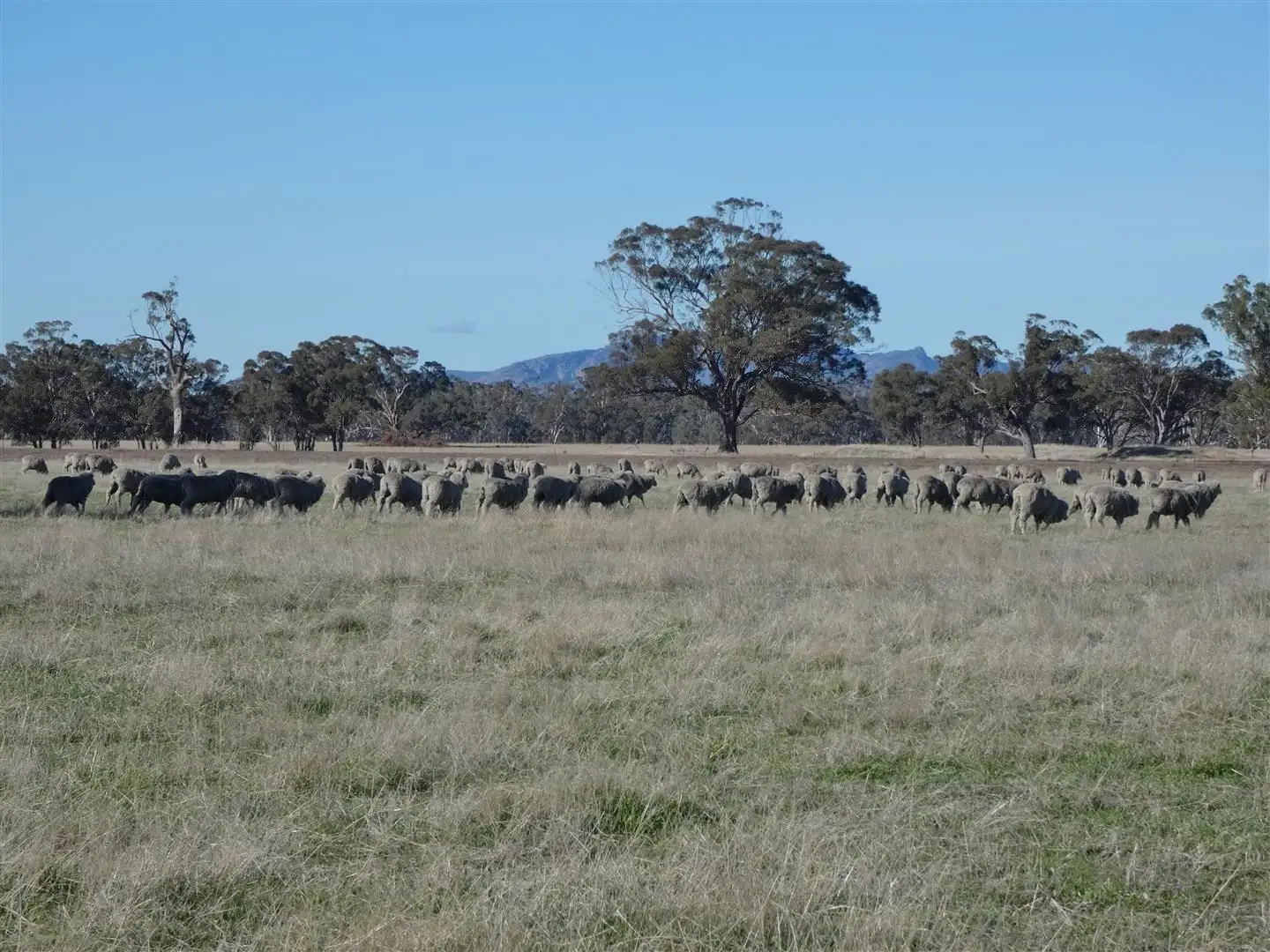 Main view of Homely rural property listing, . Grahams Bridge Road, Wonwondah VIC 3401