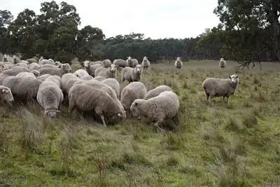 Second view of Homely rural property listing, 320 Scottsburn Road, Woodside SA 5244