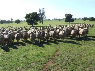 Fifth view of Homely rural property listing, 77 Boundary Road, Boree Creek NSW 2652