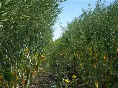 Second view of Homely rural property listing, 1312 McLeods Rd, Tara QLD 4421