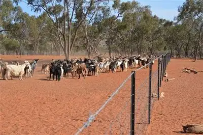 Fifth view of Homely rural property listing, * Iona via Louth, Cobar NSW 2835