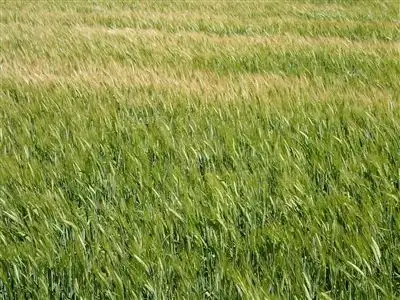 Main view of Homely rural property listing, 7818 Yorke Highway, Curramulka SA 5580