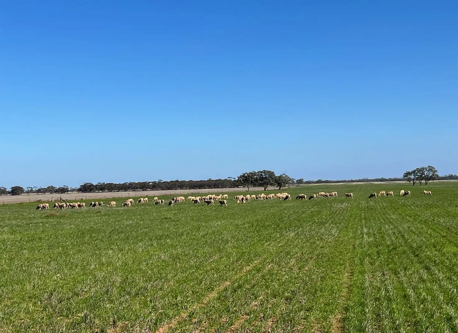 Main view of Homely rural property listing, . Power Road, Lalbert VIC 3542