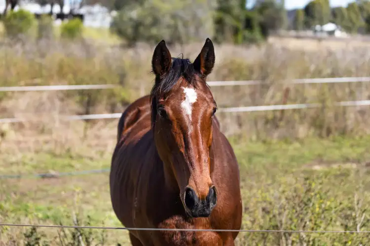 Sixth view of Homely rural property listing, 2413 Kingsthorpe-Haden Road, Goombungee QLD 4354