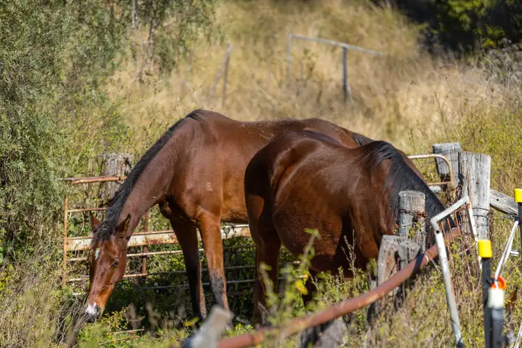 Third view of Homely rural property listing, Lot 50 Pechey-Maclagan Road, Goombungee QLD 4354
