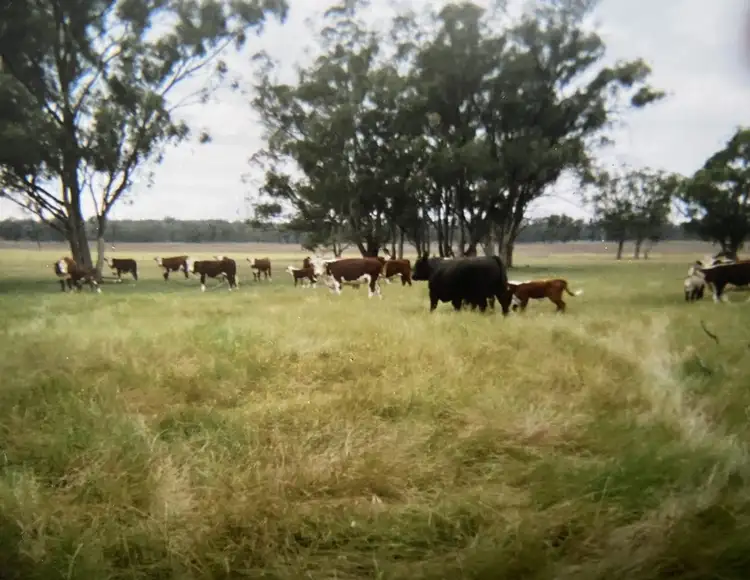 Main view of Homely rural property listing, 987 Boorr Hills Road, Parkes NSW 2870