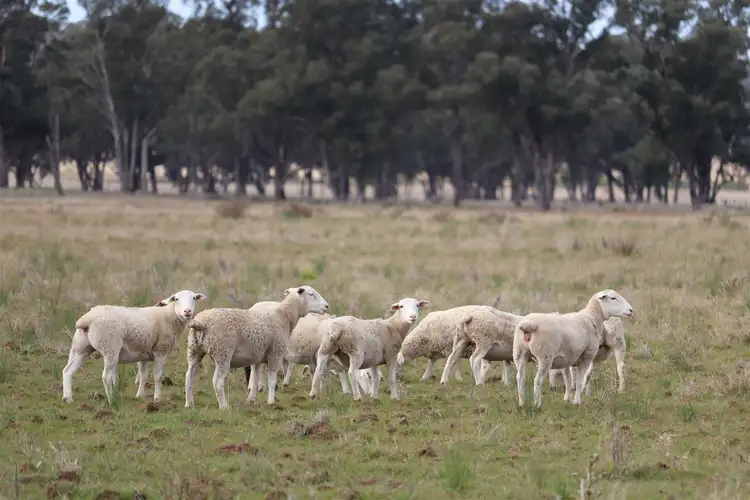 Third view of Homely rural property listing, 987 Boorr Hills Road, Parkes NSW 2870