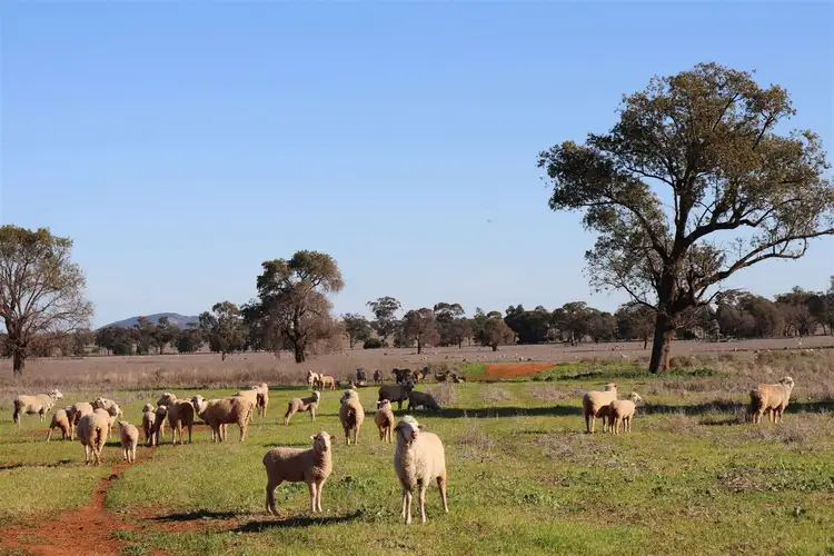 Sixth view of Homely rural property listing, 987 Boorr Hills Road, Parkes NSW 2870