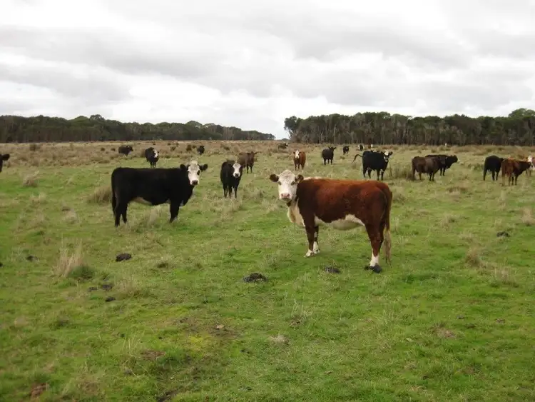 Second view of Homely rural property listing, 91 Old Grassy Road, Nugara TAS 7256