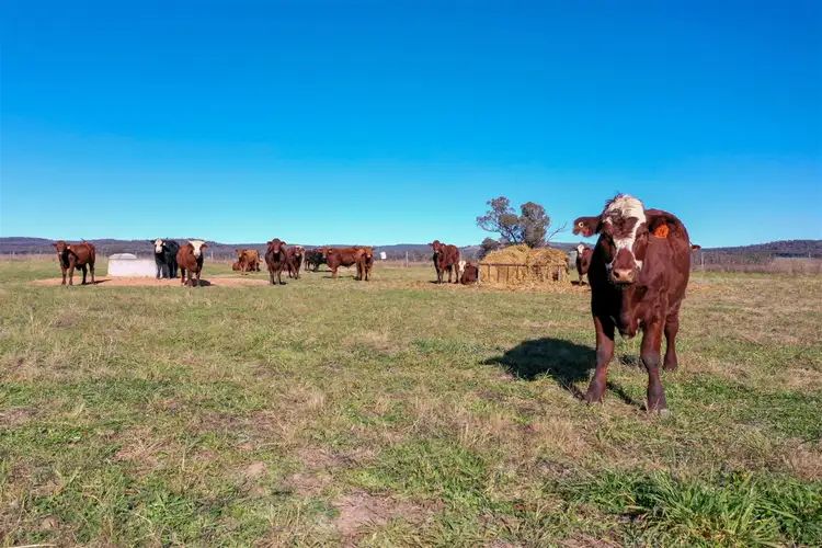 Fifth view of Homely rural property listing, 'Doona' 2989 Neilrex Rd, Coolah NSW 2843