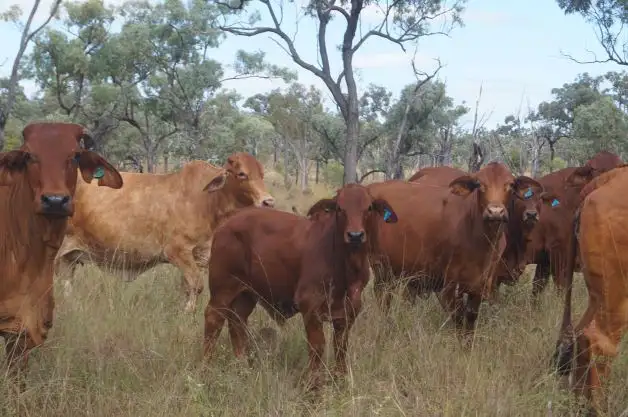 Camel Creek Station, Greenvale QLD 4816